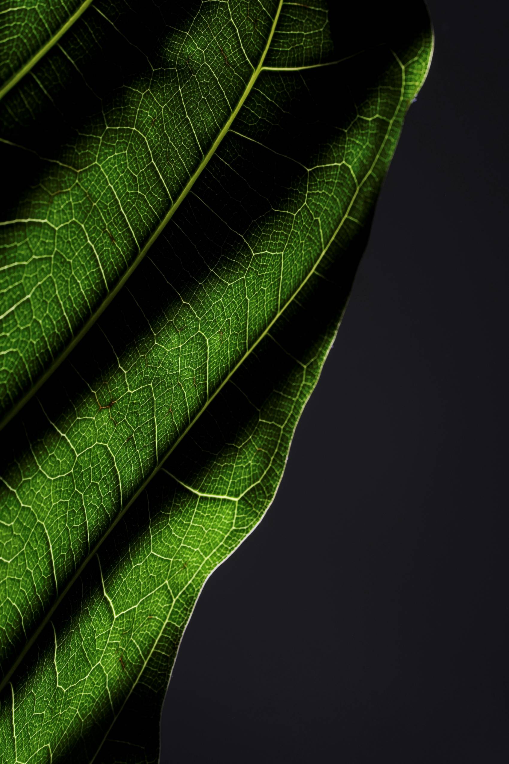 Détail des nervures d'une feuille